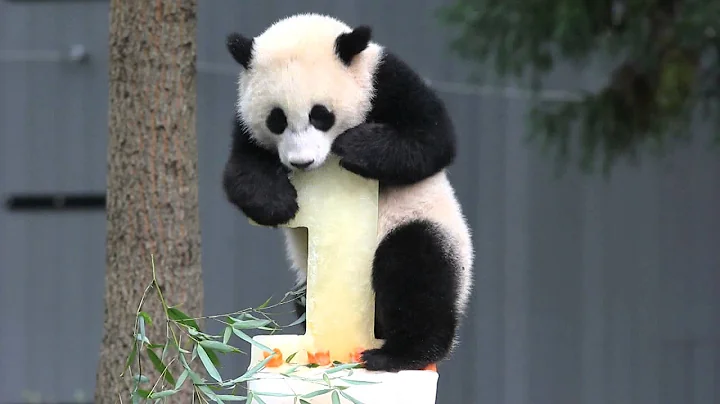 #BaoBaoBday: Frozen Panda Birthday Cake - DayDayNews