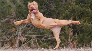 FUNNY DOGS AND CATS COMPILATION 😹🐶 Try Not To Laugh 🤣 Funny Animals Videos by AnimalKing 28 views 2 years ago 8 minutes, 33 seconds