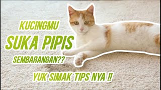 BAU PESING BEKAS PIPIS KUCING SUSAH DI HILANGKAN? YUK SIMAK TIPS MENGHILANGKAN BAU PESING KUCING