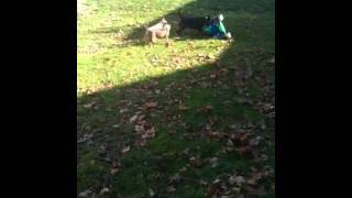 Bull Terrier Pups And Mo