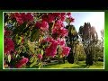 Gardens of Birr Castle🌷Весенний сад и трели птиц