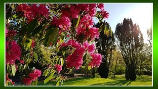 Gardens of Birr Castle🌷Весенний сад и трели птиц