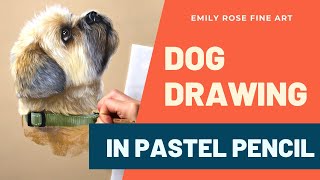 Drawing Dogs with Pastel Pencils | Professional Pet Portrait Artist