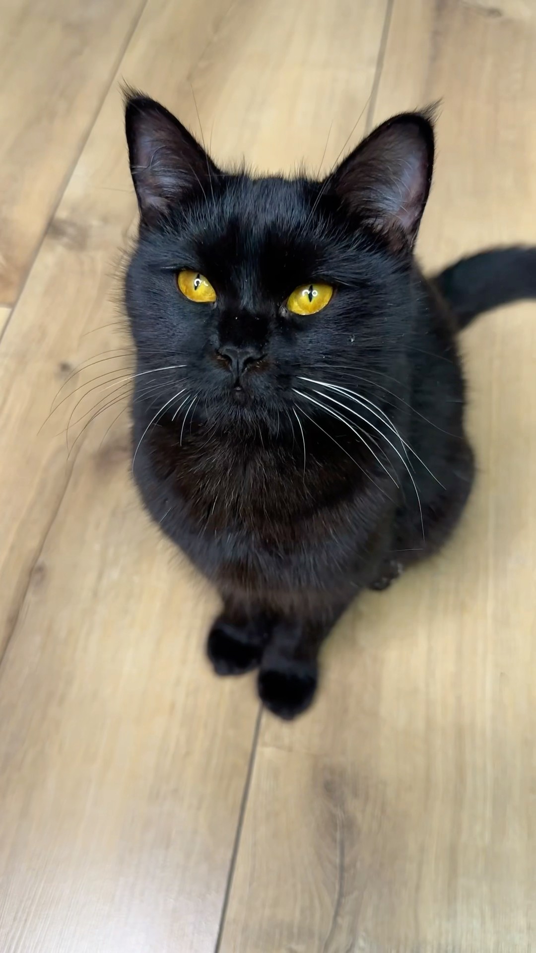 Sorry black Cat ?‍⬛?