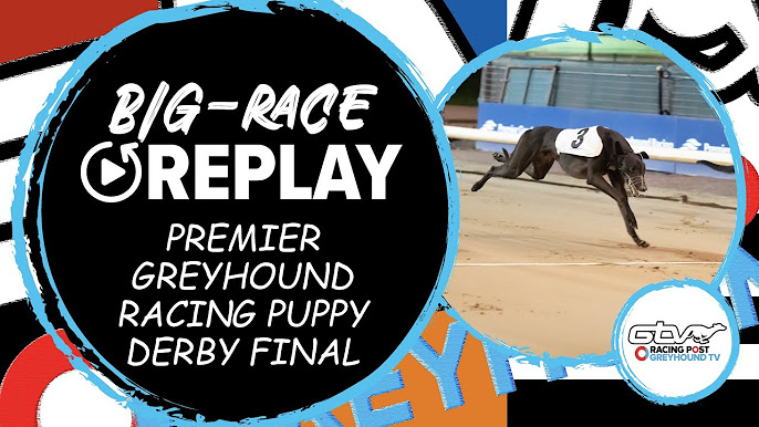 High stakes in the Derby - Greyhounds Queensland