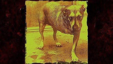 Alice In Chains - (Fan Edit 56 Minutes) Tripod - Three Leg Dog - 1995 Self Titled Album