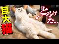 気持ちよすぎて全てを諦めた猫がこちらです