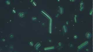 Bacteria 400x/Phase contrast