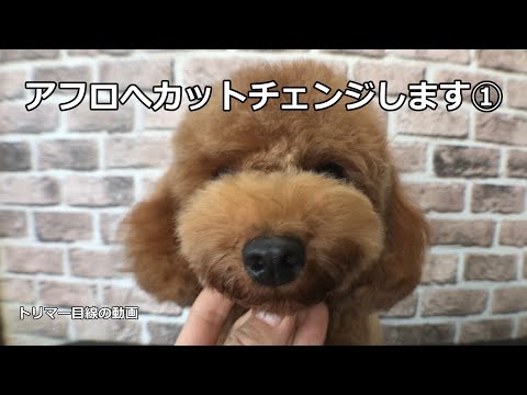 Poodle Grooming トイプードル アフロへカットチェンジします Youtube