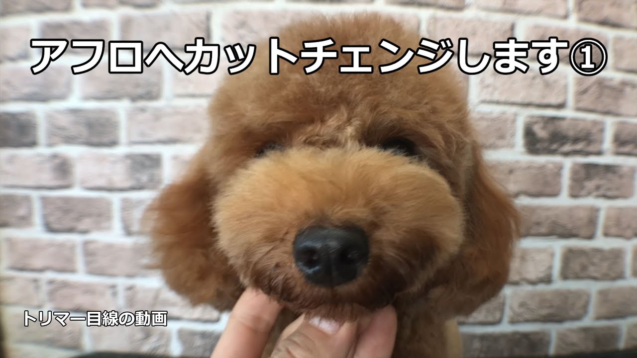 Poodle Grooming トイプードル アフロへカットチェンジします Youtube