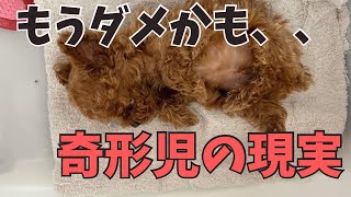 犬の奇形児産まれた時の育て方/育たない子の運命とは/なぜブリーダーに/子犬飼い主募集中