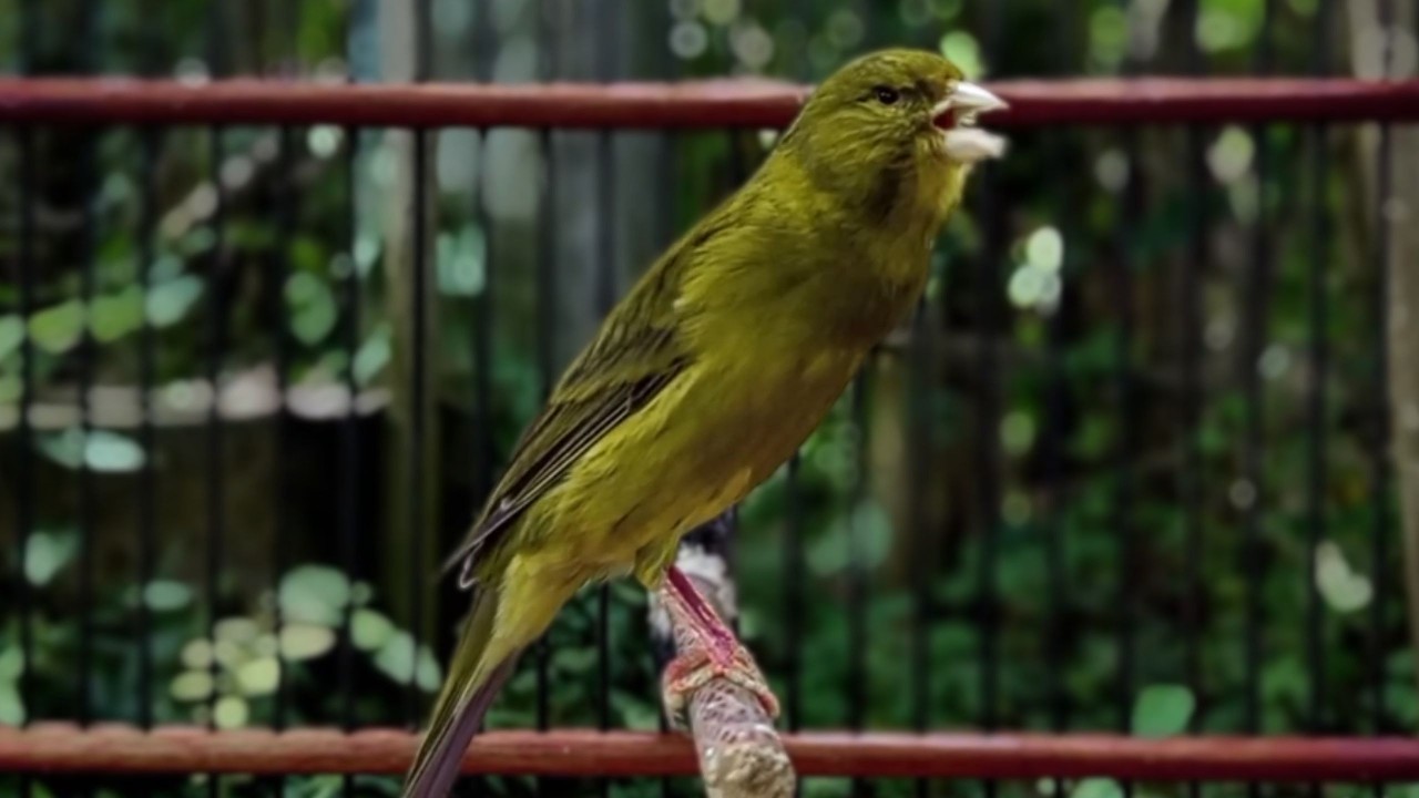 O treinamento mais mágico | 44| Canário Belga tenta todos os canários a cantar!!!