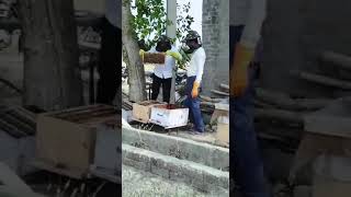 #BeeKeeping #Honeybee #ਮਧੂਮੱਖੀ #ਸੁੱਧ_ਸਹਿਦ #ਖੇਤ #pollynation Punjab Paidawar Panjaab Paidavar