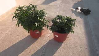 The Happy Grow Show- Pictures