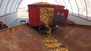 unloading cob corn with dannys new elevator