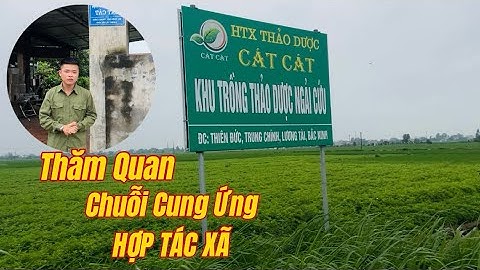 Hợp tác xã thảo dược Cát Cát và chuỗi cung ứng sản phẩm từ Cây Bồ Kết