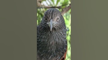 Super Res Zoom takes your Pixel photography to the next level 🚀 #PixOfTheDay