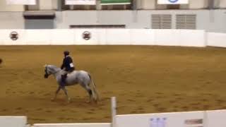 Envious Invitation Congress Champion For Sale