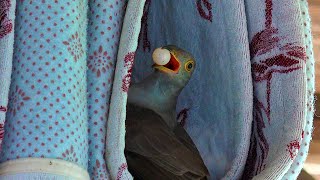 A cuckoo! Steal an egg(brood parasite).