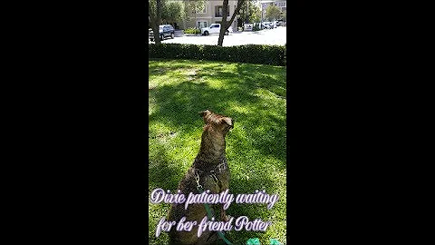 Potter + Dixie = Pixie