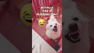 Funny Dog Showing Teeth Juno Tinu