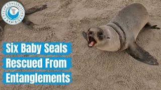 Six Baby Seals Rescued From Entanglements