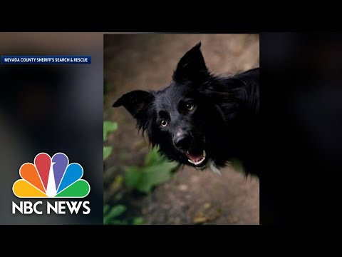 Border Collie Touted As Real-Life Lassie' After Rescuing Owner From 70-Foot-Fall