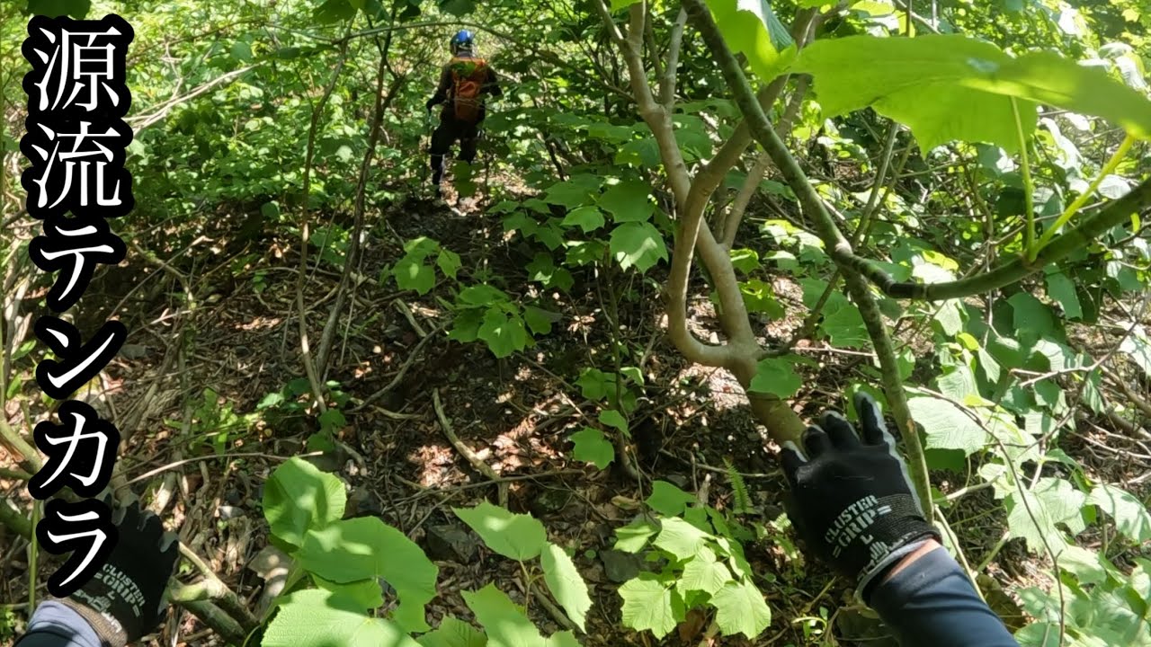 そこそこ釣れた。元気なイワナと戯れた春の日【源流テンカラ】
