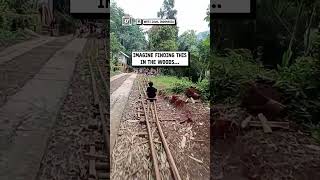 Rollercoaster In The Forest Viralhog