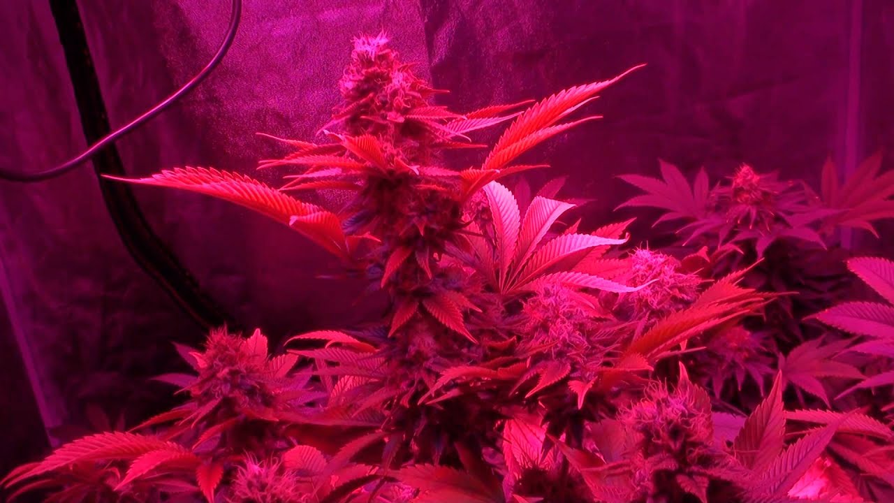 ULTIMATE LED TEST - Chrome 720w  - Episode 8