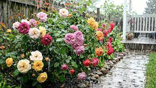 Gentle Night Rain on Red Roses [Rain Sounds 4K] 💧 Soft Rain on Roses for Spa, Yoga and Gentle Rest