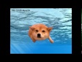 Swimming doge  vine edit 94