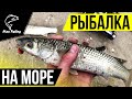 Ловля ПЕЛЕНГАСА с берега на НЕРЕИСА! Рыбалка на Азовском море!