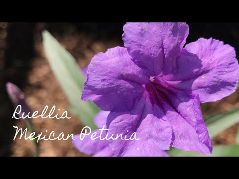 Video: Ruellia (33 Foto): Descrizione Del Fiore Di Ruelia Blu E Della Cura Della Casa, Specie Portella E Devaux, Caroline E Britton, Crescita E Propagazione Per Talea