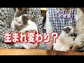 先代シロの生まれ変わり?タイムスリップ?:実家の母のところにやって来た今シロが酷似!【オリジナル曲】