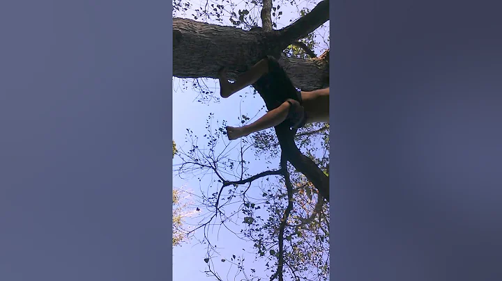climb in the tree