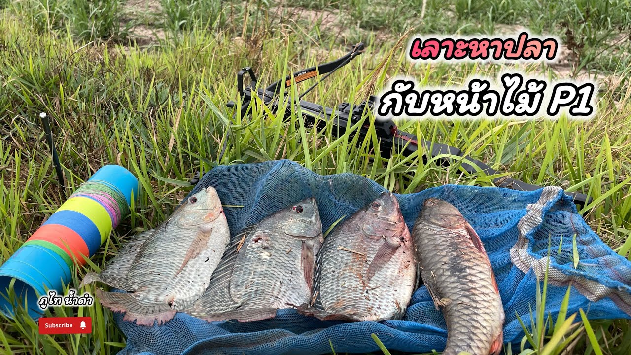 เลาะหาปล￼าด้วยหน้าไม้ signal sport (P1)