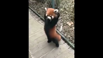 When feel threatened, red pandas stand on legs and extend their claws to appear more dangerous