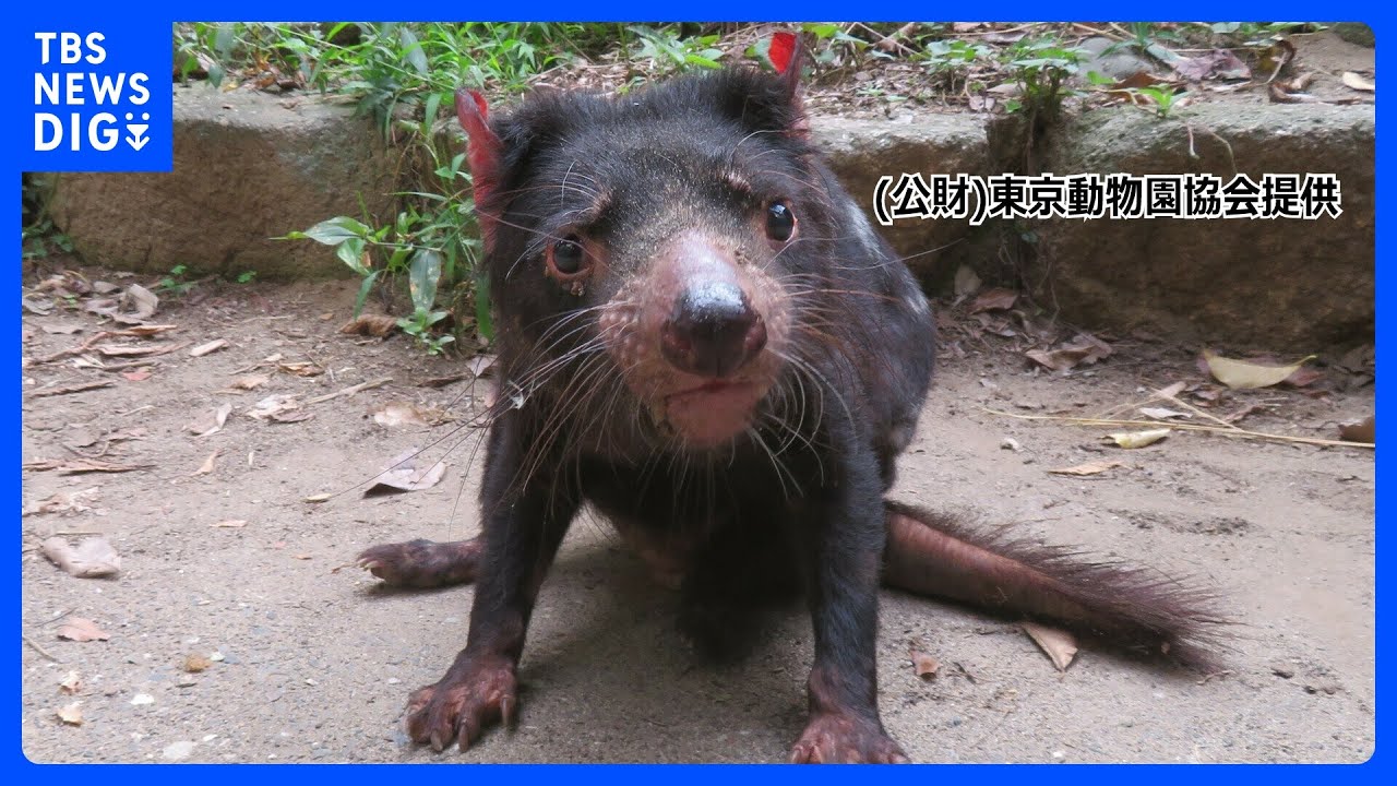 国内唯一の「タスマニアデビル」が死ぬ 絶滅危惧種で鳴き声から