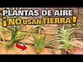 INCREÍBLE PLANTA que DEBES TENER en CASA | CLAVEL DEL AIRE | Tillandsias o Plantas de Aire Cuidados