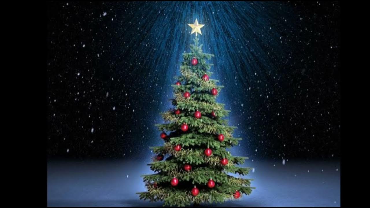 Красивая елка в лесу. Presents under christmas tree. Январь новогодняя елка. Январь новогодняя елка. Январь новогодняя елка.