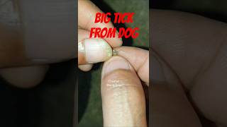 Remove Big Tick From Dog😰#dog #animals #dogs #pets