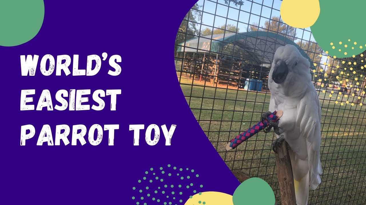 World’s Easiest Parrot Foot Toy/Foraging Toy DIY Bird Toy YouTube