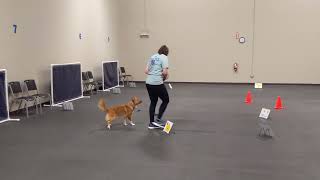 Lizzie AKC Virtual Rally Novice Submission - Course #3
