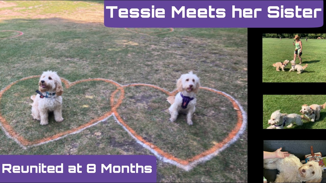 best collar for cockapoo