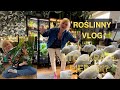 Rolinny vlog zielona ciana kradzie pierogw szafa pena rolinnych dobroci i troch o krzemie