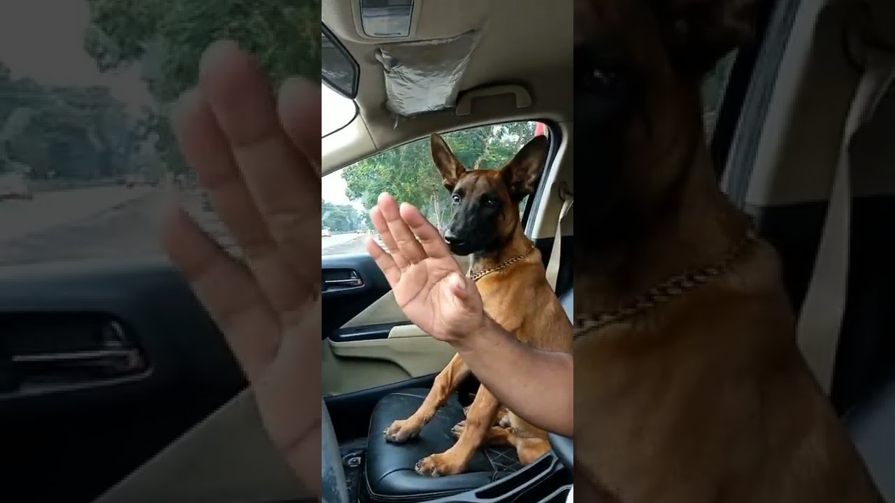 Belgium Malinois Puppy sale in Allapuzha, Kerala 📞8129737018