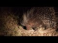 A few nocturnal animals from "Stripe's Busy Night in the Bushveld"