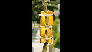 Effect of banana on lemon tree propagation #shorts