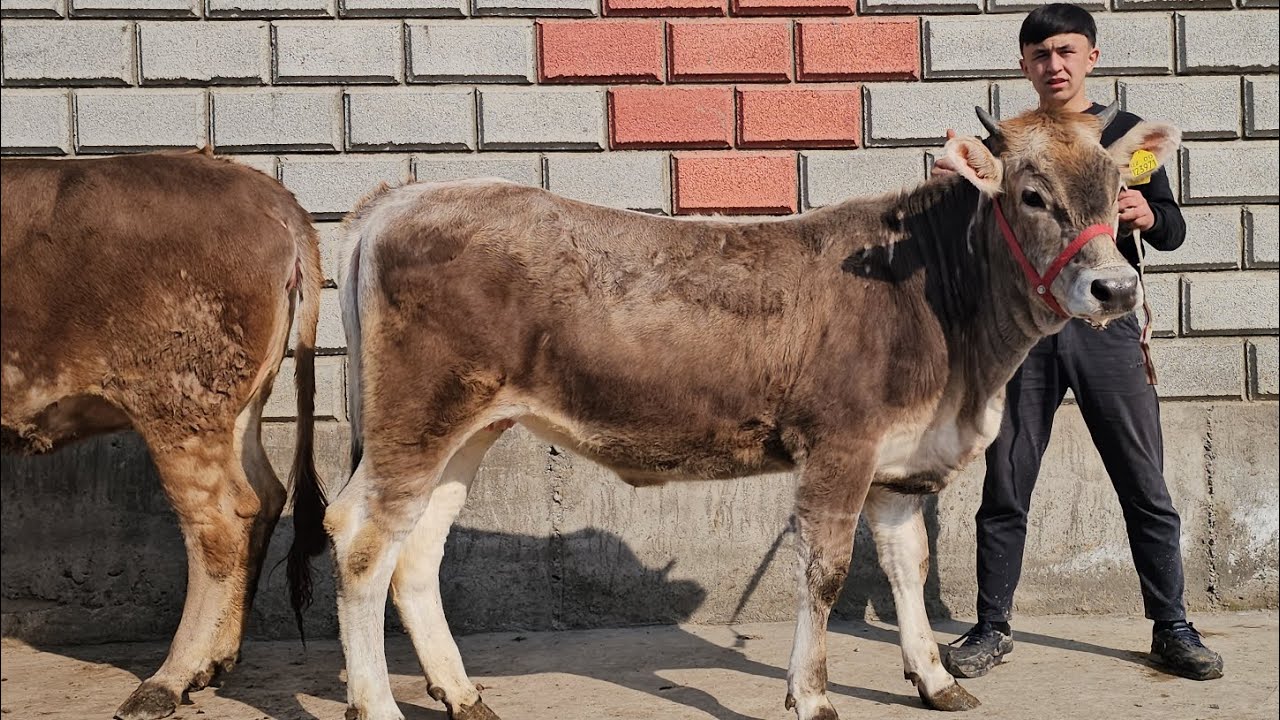 600 Ming KOMENTARIA shouv👍 SHVEST BO‘G‘OZLAR HUNAJUNLAR GERMAN SAVAY ZO‘RLARI SHOSHILAMIZ